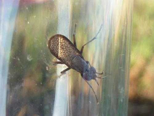 Réf. 239 279 : Coremacera marginata